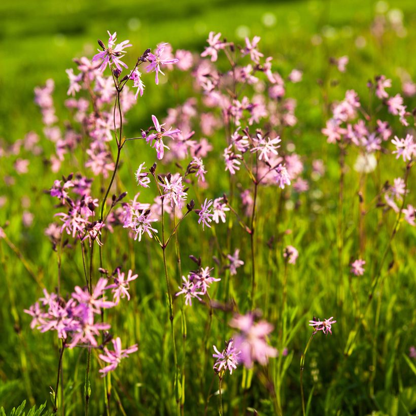 Lychnis flos-cuculi - Echte koekoeksbloem (Groeiplaats)