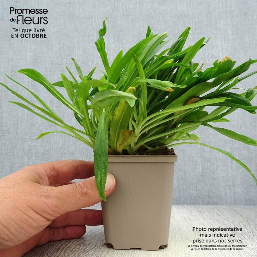 Exemplaar van Lychnis flos-cuculi Petit Henri - Echte koekoeksbloem Kweekpotje van 8/9 cm zoals geleverd in de herfst