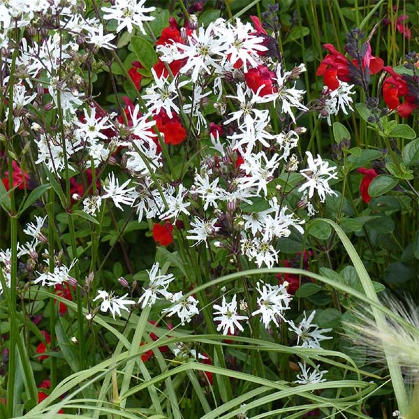Lychnis flos-cuculi White Robin - Echte koekoeksbloem (Groeiplaats)