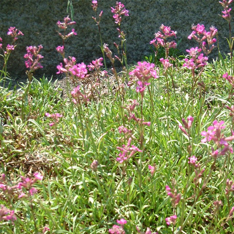 Lychnis viscaria Plena - Rode pekanjer (Bloei)