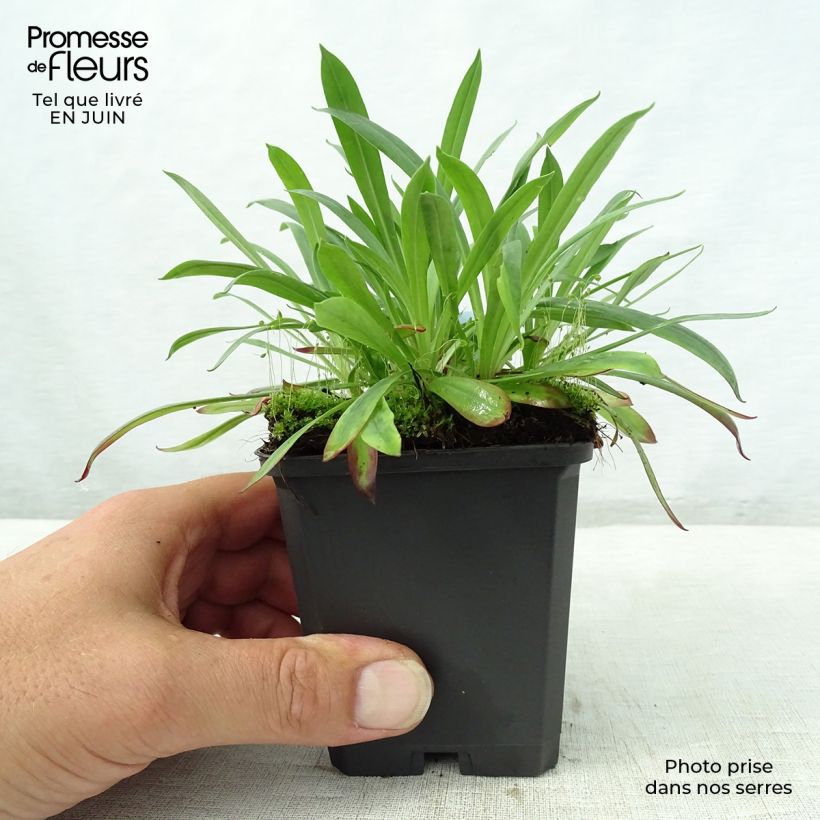 Exemplaar van Lychnis viscaria Plena - Rode pekanjer Kweekpotje van 8/9 cm zoals geleverd in de zomer