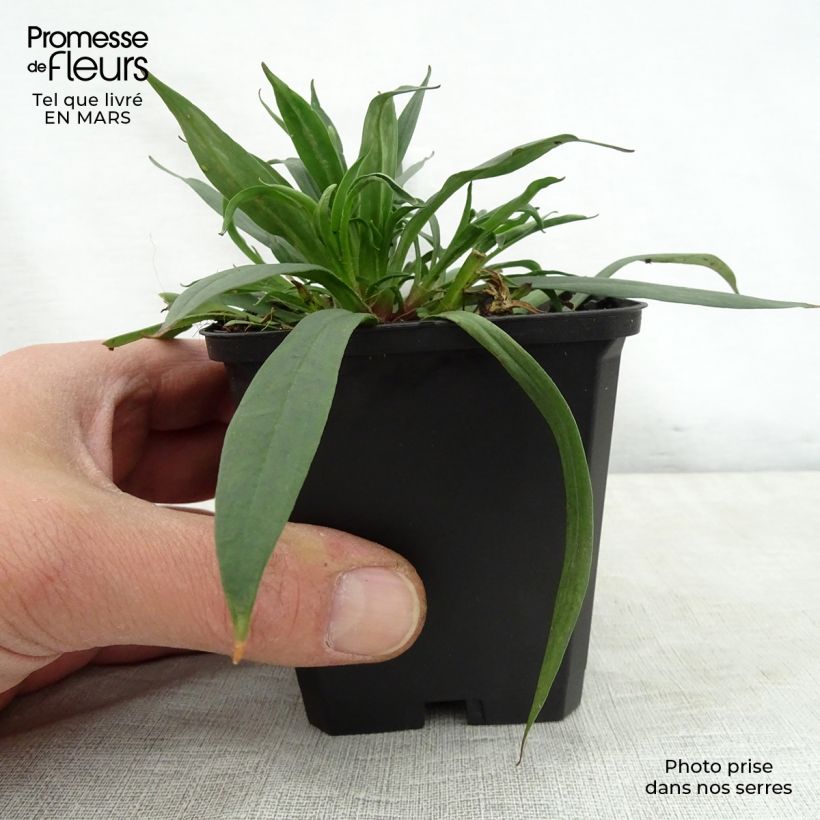 Exemplaar van Lychnis viscaria Splendens - Rode pekanjer Kweekpotje van 8/9 cm zoals geleverd in de lente