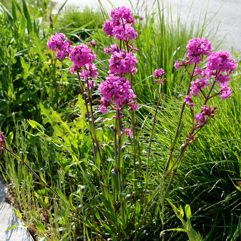 Lychnis viscaria Splendens - Rode pekanjer (Groeiplaats)