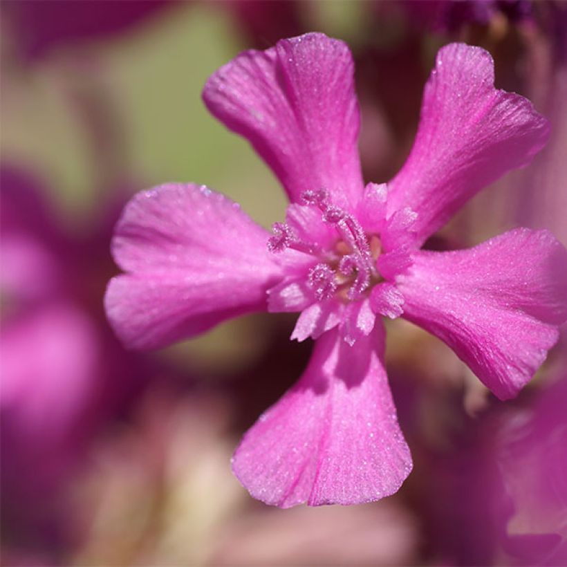 Lychnis yunnanensis - Koekoeksbloem (Bloei)
