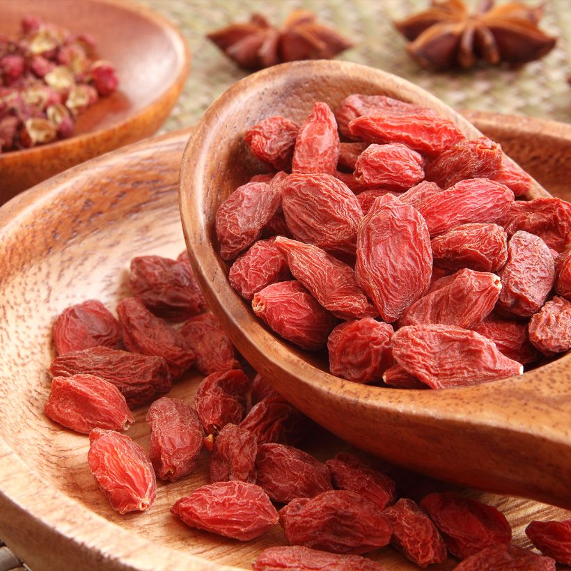 Chinese boksdoorn - Lycium chinense (Oogst)