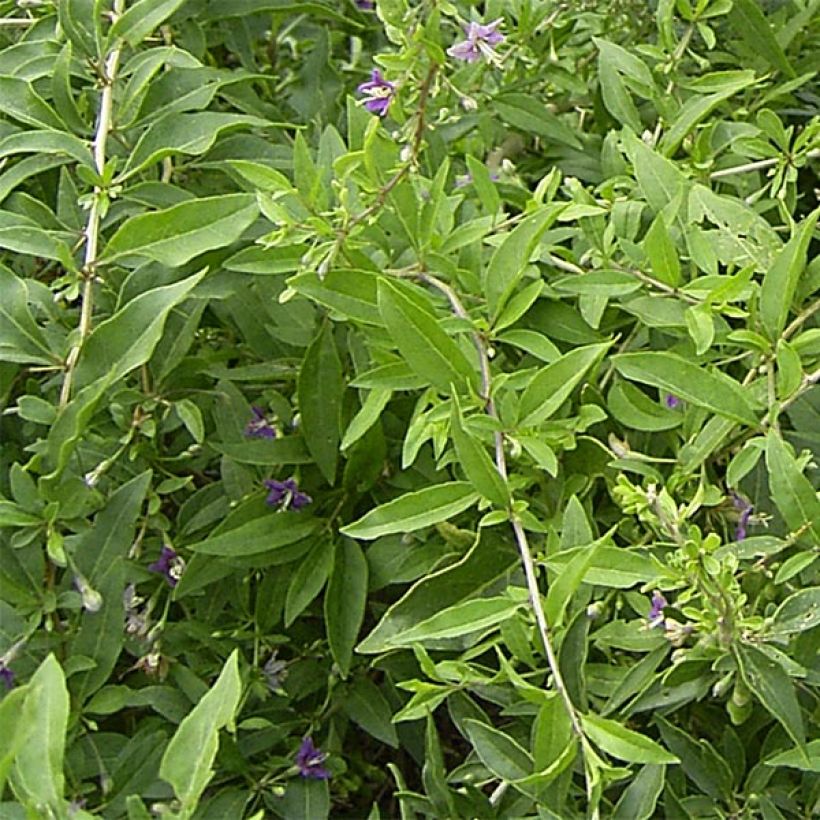 Gojibes - Lycium barbarum (Foliage)