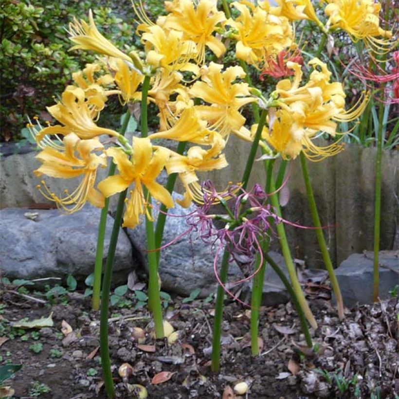Lycoris aurea - Gouden spinlelie (Groeiplaats)