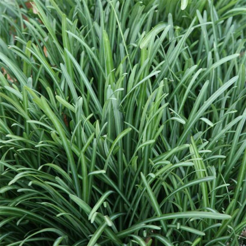 Lycoris radiata - Spinlelie (Blad)