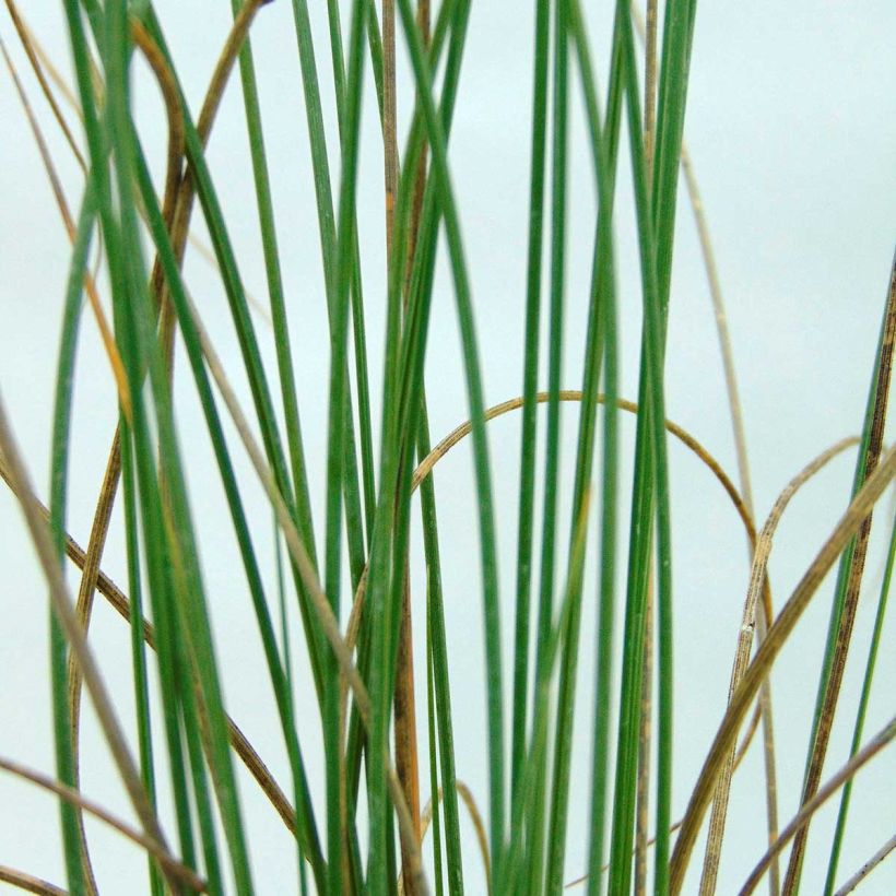 Lygeum spartum - Espartogras (Blad)