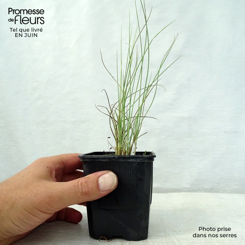 Exemplaar van Lygeum spartum - Espartogras Kweekpotje van 8/9 cm zoals geleverd in de zomer