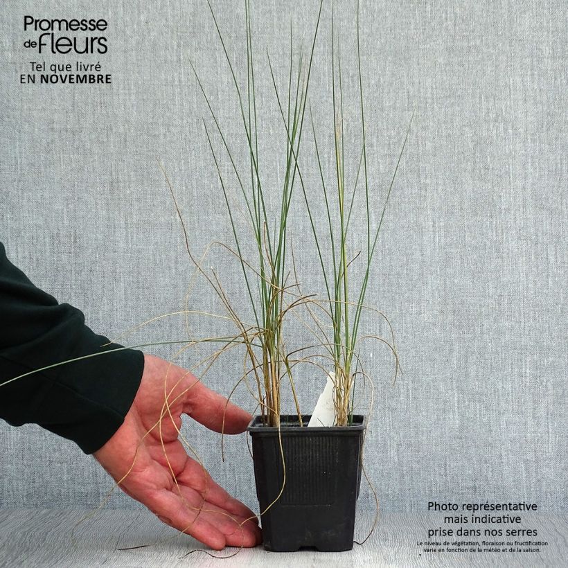 Exemplaar van Lygeum spartum - Espartogras Kweekpotje van 8/9 cm zoals geleverd in de herfst