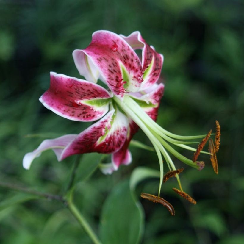 Lilium Black Beauty - Oriëntaalse lelie (Bloei)