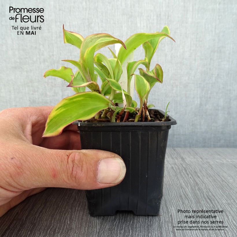 Exemplaar van Tricyrtis formosana Autumn Glow - Paddenlelie Kweekpotje van 8/9 cm zoals geleverd in de lente