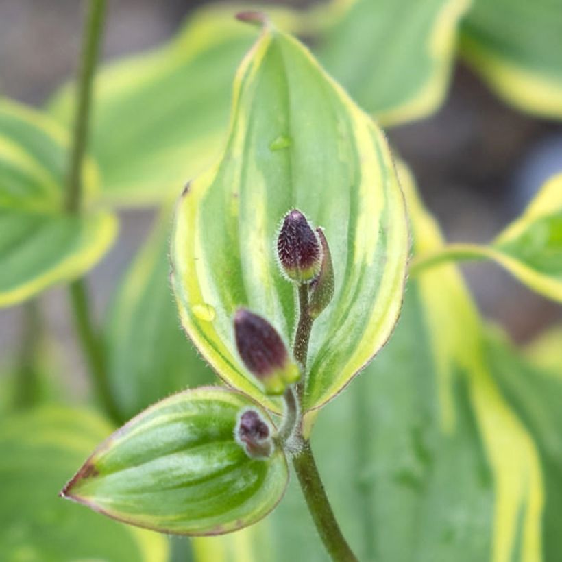 Tricyrtis formosana Autumn Glow - Paddenlelie (Blad)