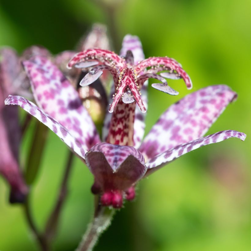 Tricyrtis formosana Autumn Glow - Paddenlelie (Bloei)