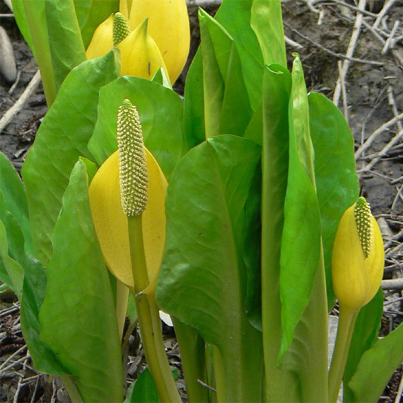 Lysichiton americanus - Moeraslantaarn (Blad)