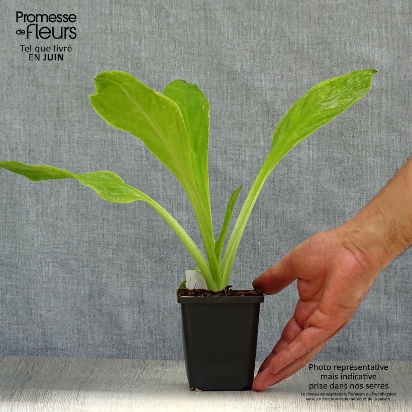 Exemplaar van Lysichiton camtschatcensis - Moerasaronskelk Kweekpotje van 8/9 cm zoals geleverd in de zomer