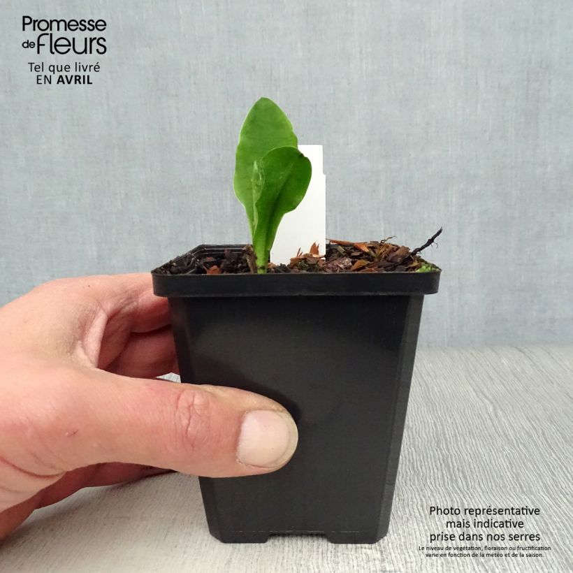 Exemplaar van Lysichiton camtschatcensis - Moerasaronskelk Kweekpotje van 8/9 cm zoals geleverd in de lente