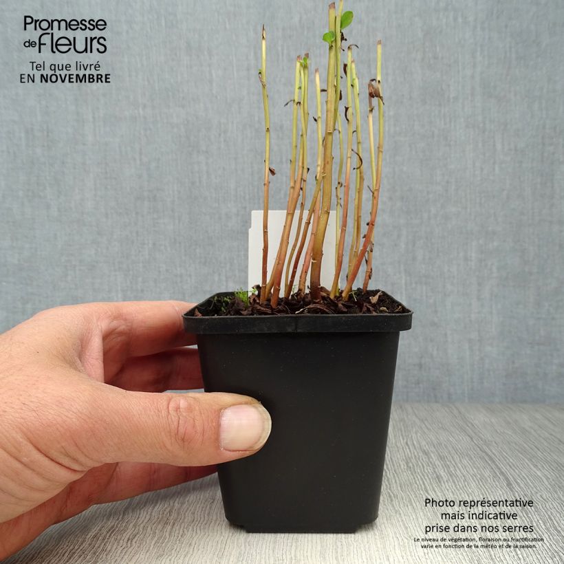 Exemplaar van Lysimachia barystachys - Wederik Kweekpotje van 8/9 cm zoals geleverd in de herfst