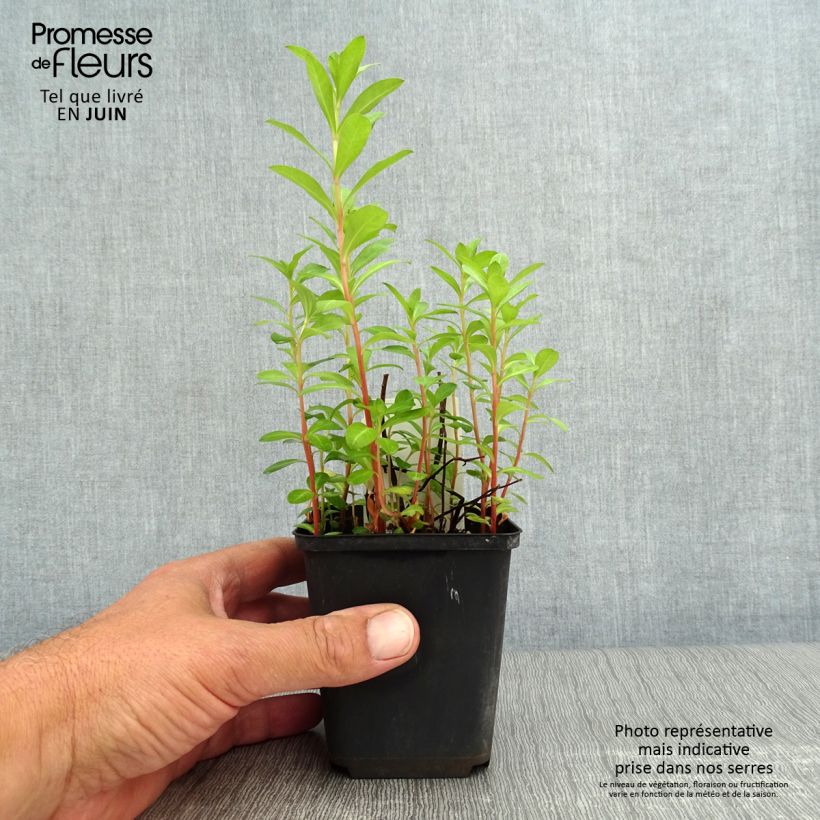 Exemplaar van Lysimachia barystachys - Wederik Kweekpotje van 8/9 cm zoals geleverd in de zomer