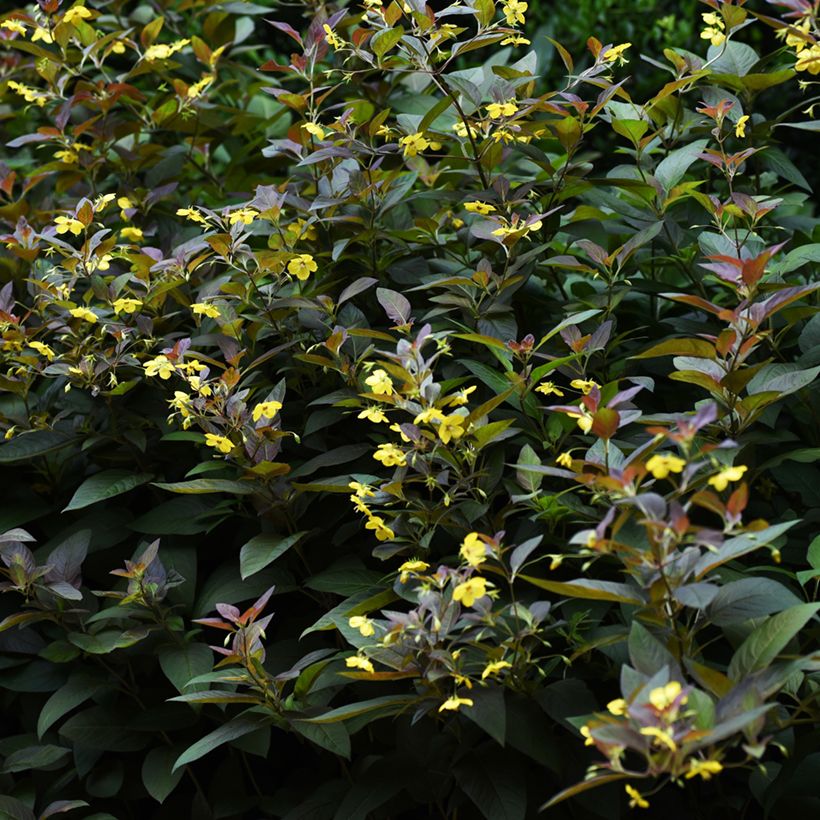 Lysimachia ciliata Fire Cracker - Wederik (Groeiplaats)