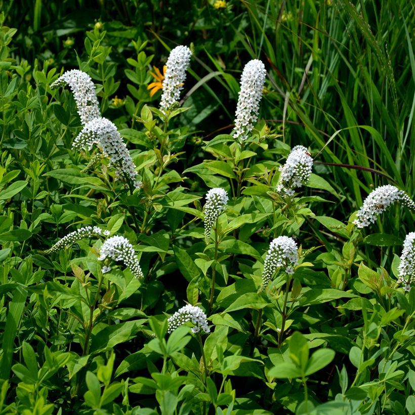 Lysimachia clethroides - Witte troswederik (Groeiplaats)
