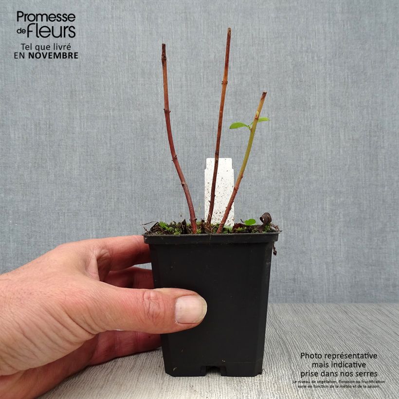 Exemplaar van Lysimachia clethroides - Witte troswederik Kweekpotje van 8/9 cm zoals geleverd in de herfst