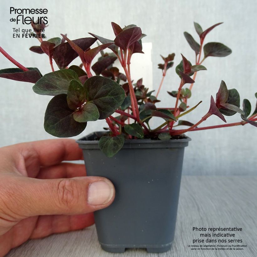 Exemplaar van Lysimachia congestiflora - Wederik Kweekpotje van 8/9 cm zoals geleverd in de herfst