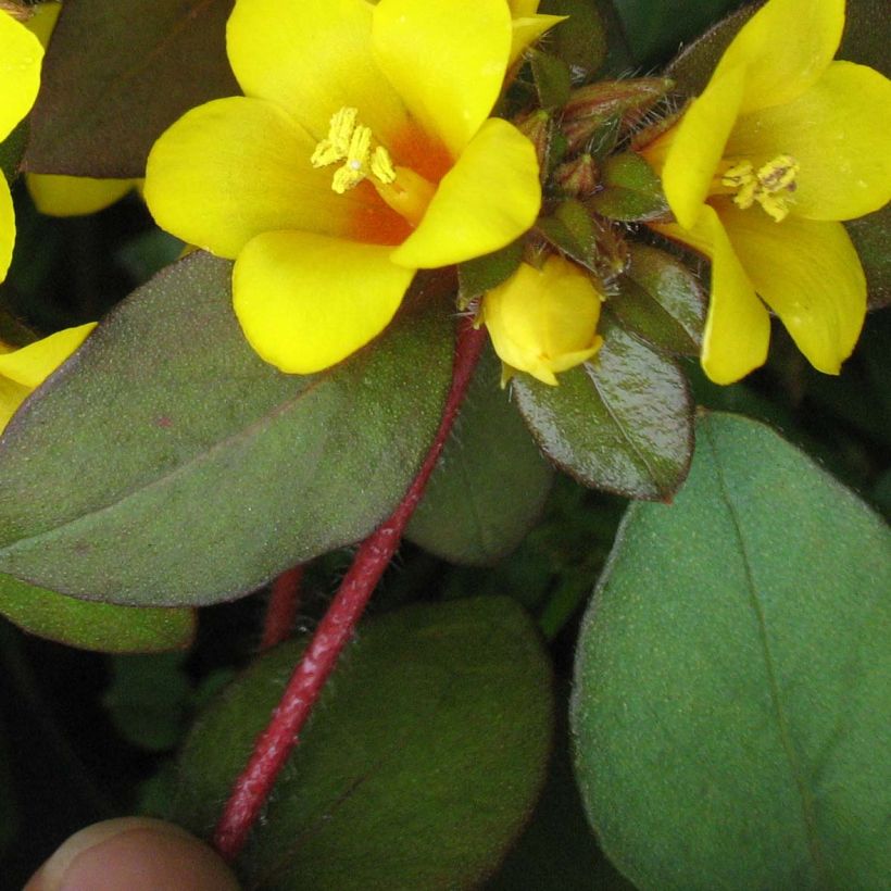 Lysimachia congestiflora - Wederik (Blad)