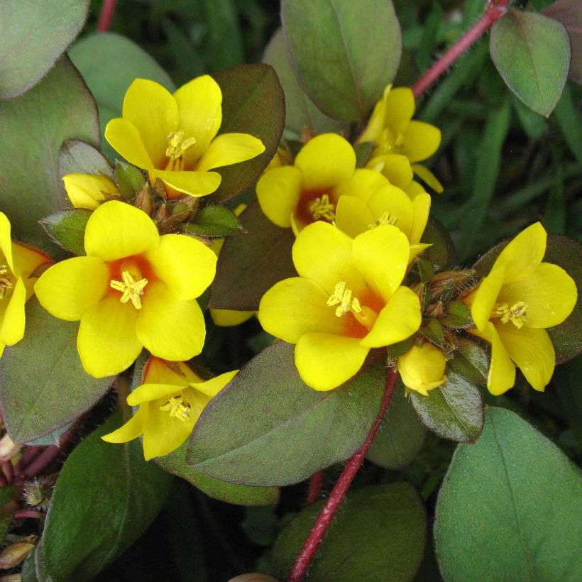 Lysimachia congestiflora - Wederik (Bloei)