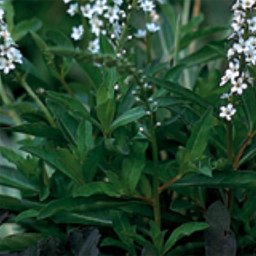 Lysimachia fortunei - Wederik (Blad)
