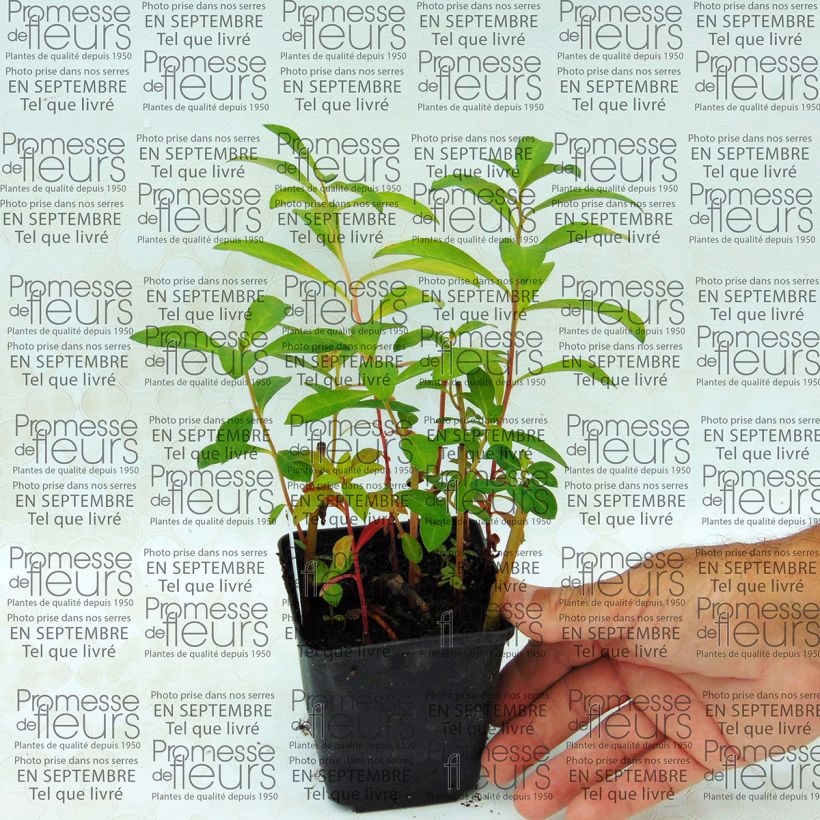 Voorbeeld van een exemplaar van Lysimachia fortunei - Wederik Kweekpotje van 8/9 cm zoals geleverd