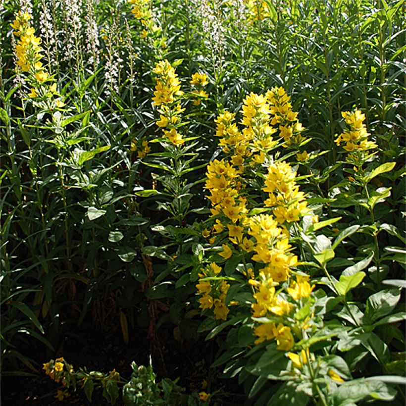 Lysimachia lichiangensis - Wederik (Groeiplaats)