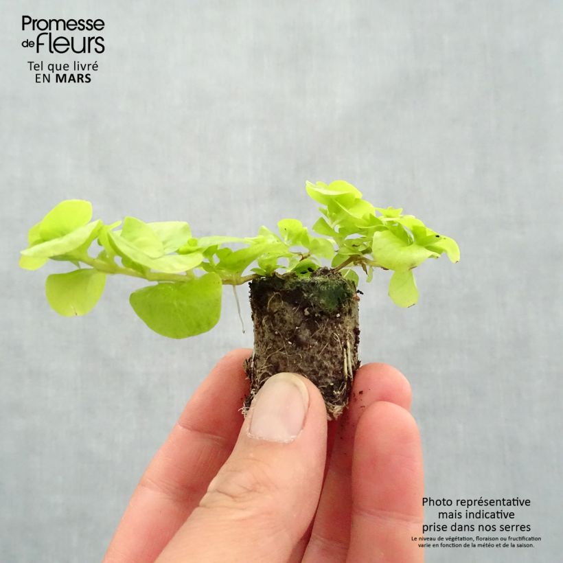 Exemplaar van Lysimachia nummularia Goldilocks - Penningkruid Mini-mot Ø 3/4 cm zoals geleverd in de lente