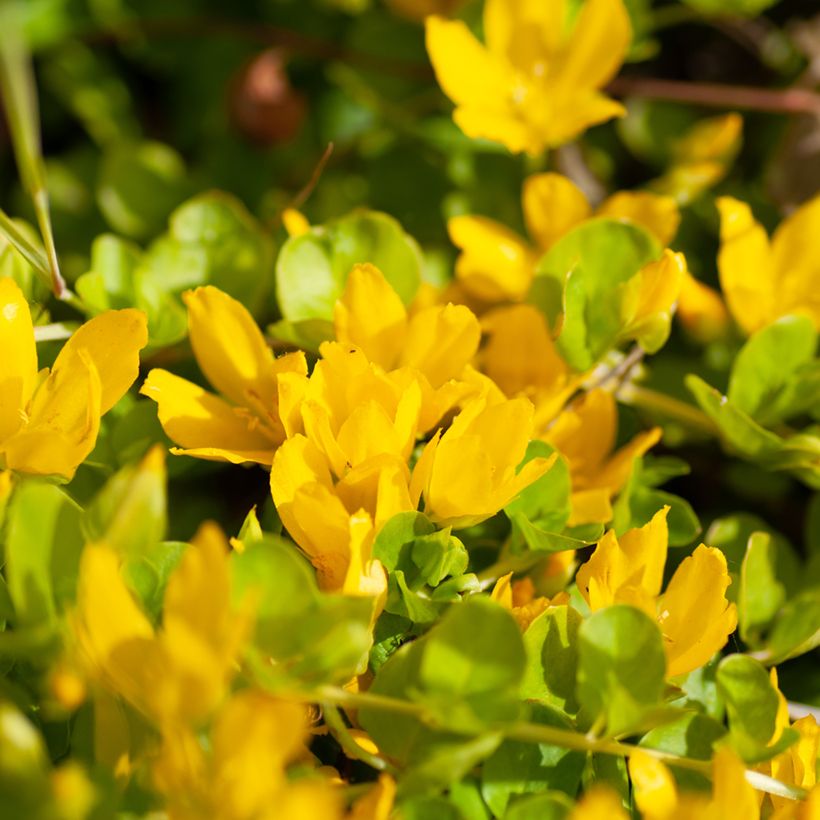 Lysimachia nummularia Goldilocks - Penningkruid (Bloei)