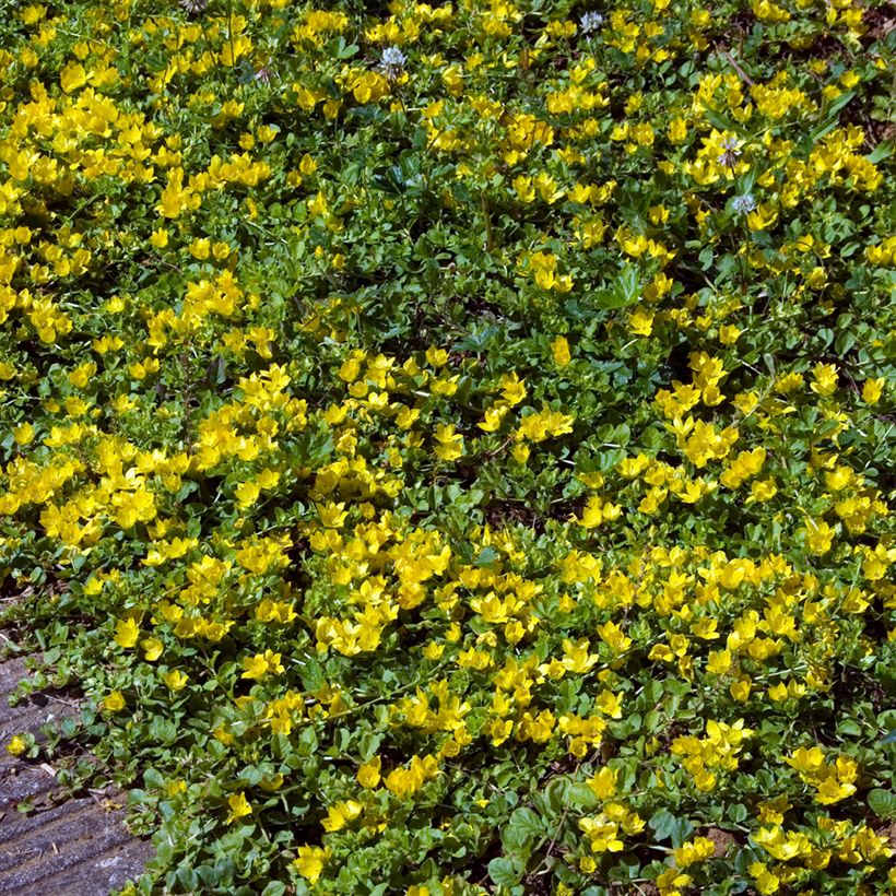 Lysimachia nummularia - Penningkruid (Groeiplaats)