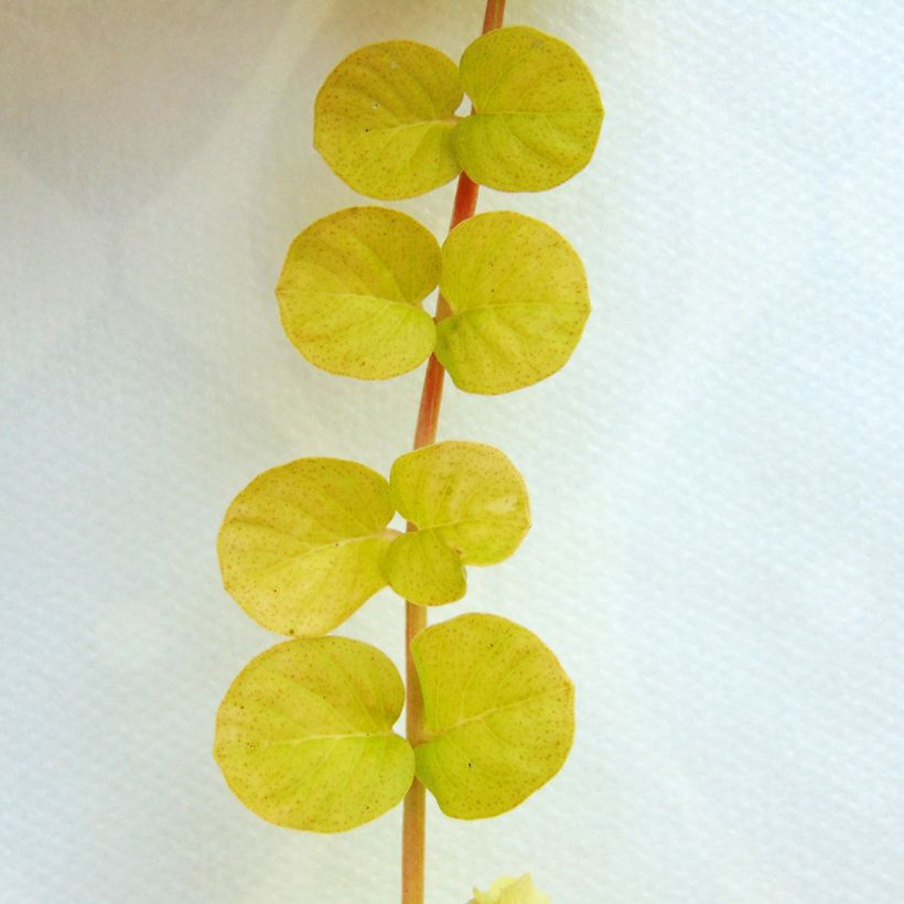 Lysimachia nummularia Aurea - Penningkruid (Foliage)