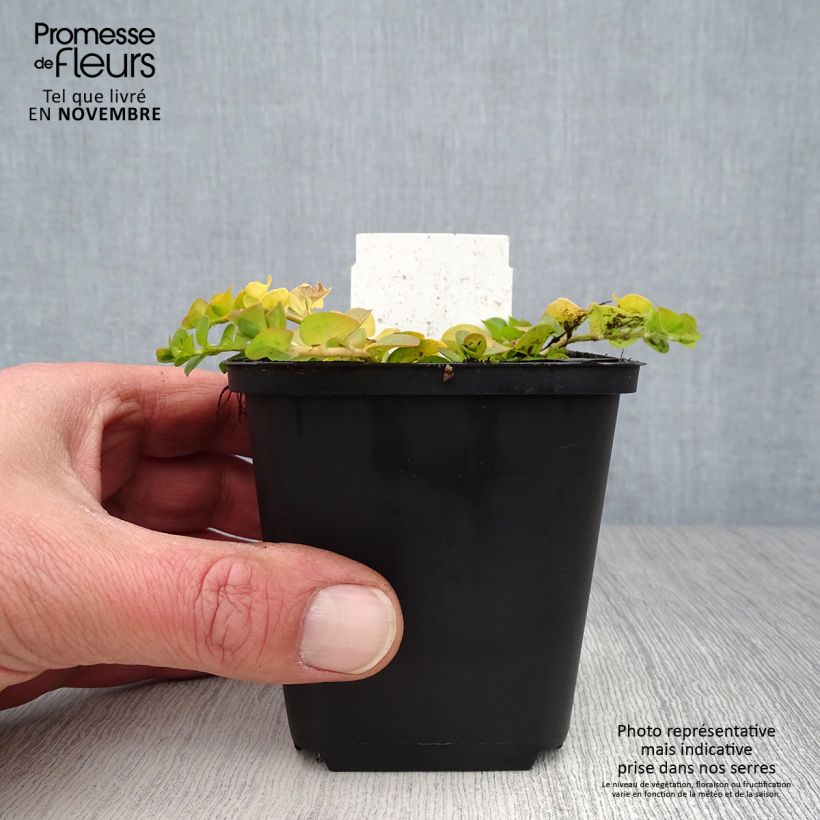 Exemplaar van Lysimachia nummularia Aurea - Penningkruid Kweekpotje van 8/9 cm zoals geleverd in de herfst