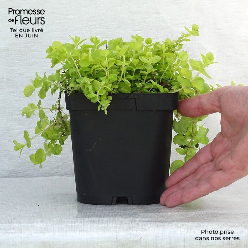Exemplaar van Lysimachia nummularia Aurea - Penningkruid Kweekpotje van 8/9 cm zoals geleverd in de zomer