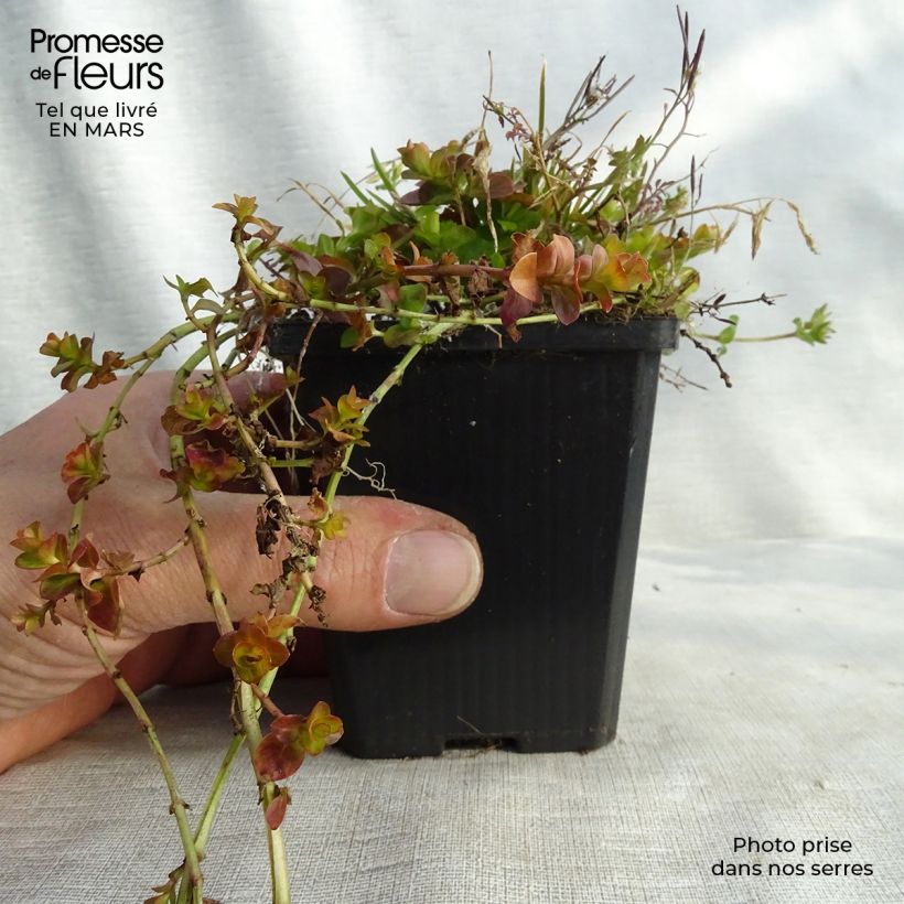 Example of Lysimachia nummularia Aurea - Penningkruid Kweekpotje van 8/9 cm as you get in printemps