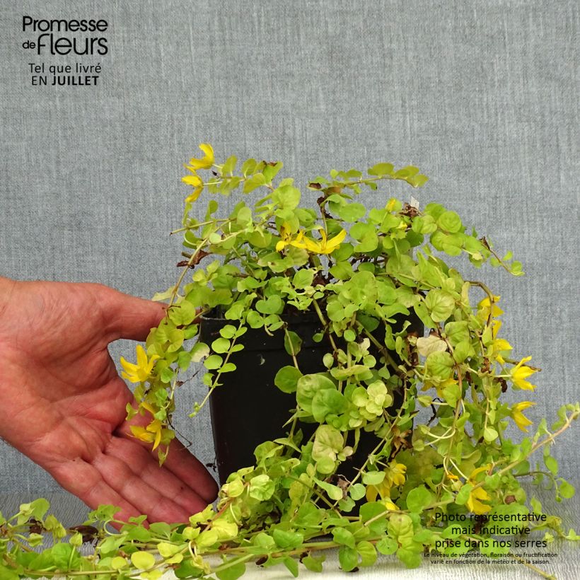 Exemplaar van Lysimachia nummularia Aurea - Penningkruid Pot van 2 l/3 l zoals geleverd in de zomer