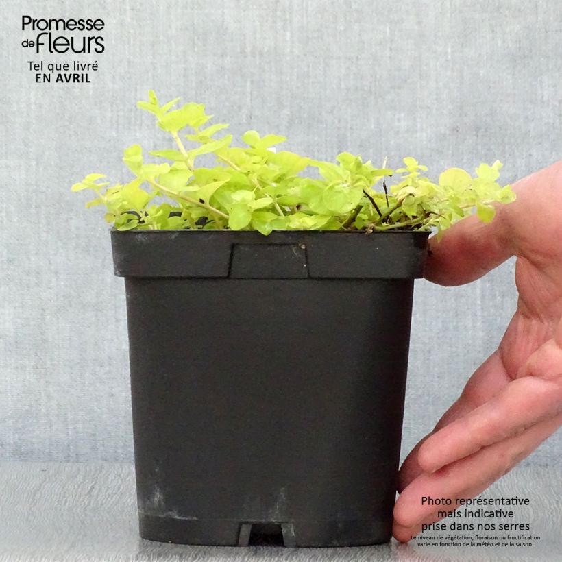 Example of Lysimachia nummularia Aurea - Penningkruid Pot van 2 l/3 l as you get in printemps