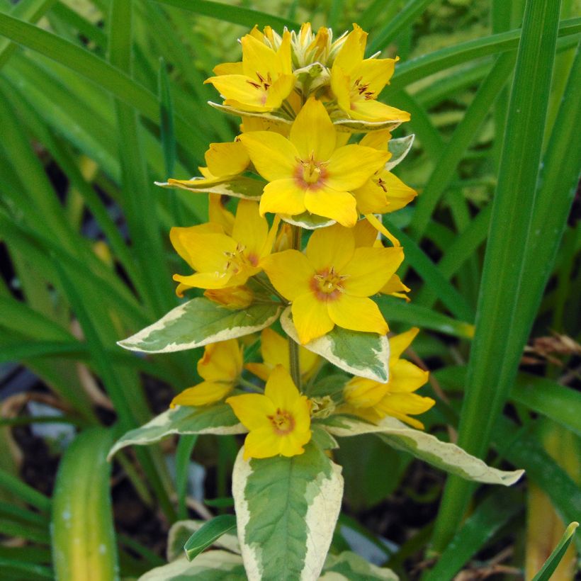 Lysimachia punctata Alexander - Puntwederik (Bloei)