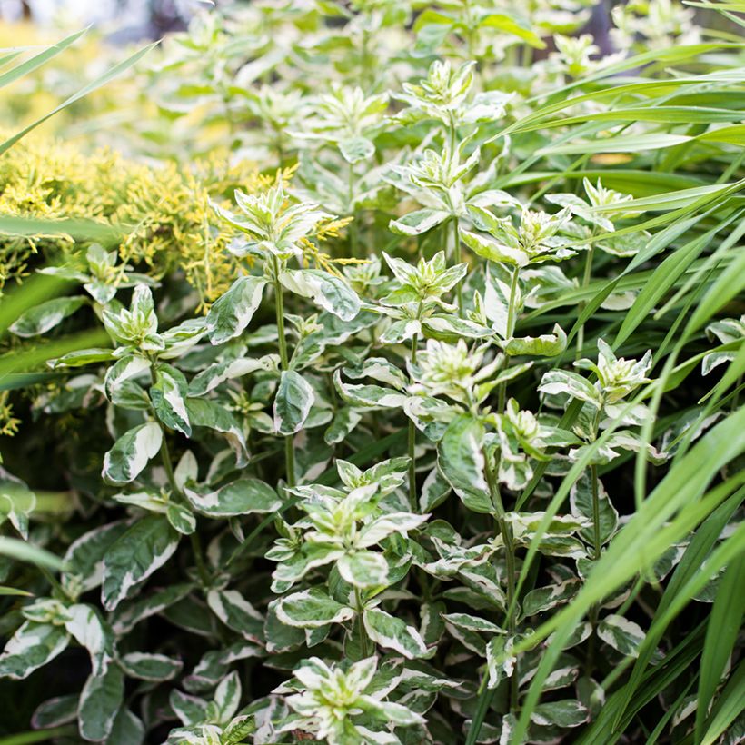 Lysimachia punctata Alexander - Puntwederik (Groeiplaats)