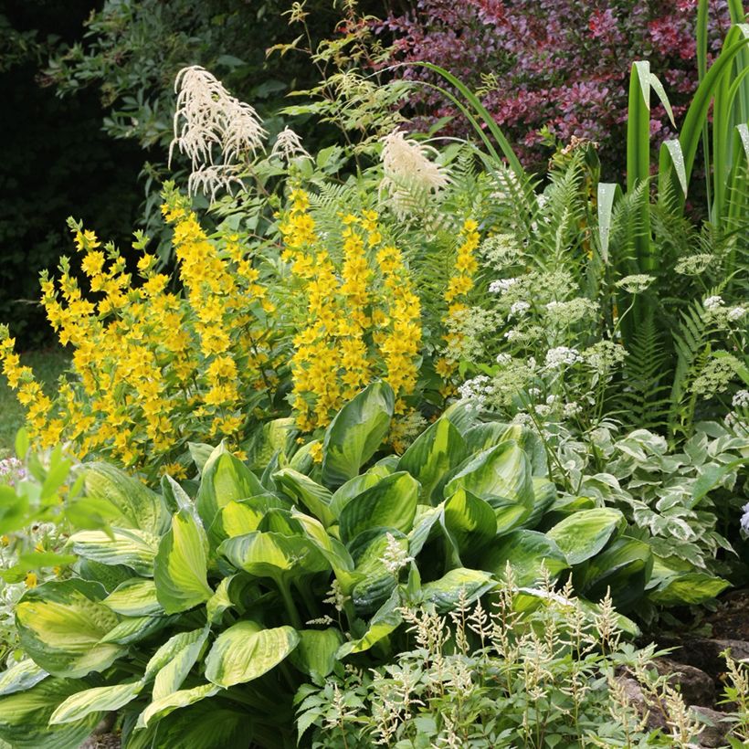 Lysimachia punctata - Puntwederik (Groeiplaats)
