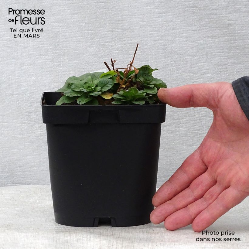 Example of Lysimachia punctata - Puntwederik Pot van 2 l/3 l as you get in printemps