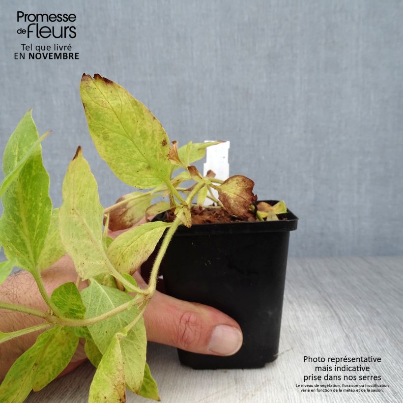Exemplaar van Lysimachia punctata - Puntwederik Kweekpotje van 8/9 cm zoals geleverd in de herfst