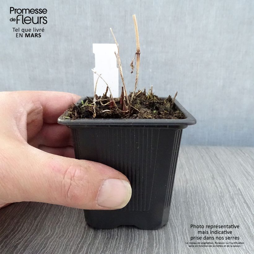 Exemplaar van Lysimachia vulgaris - Grote wederik Kweekpotje van 8/9 cm zoals geleverd in de lente