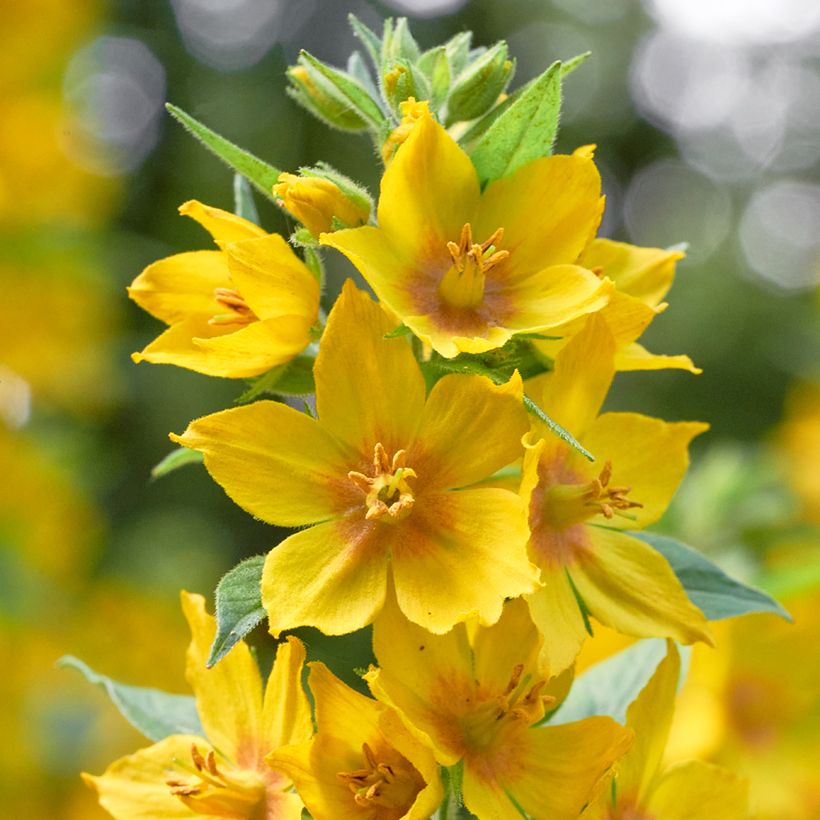 Lysimachia vulgaris - Grote wederik (Bloei)