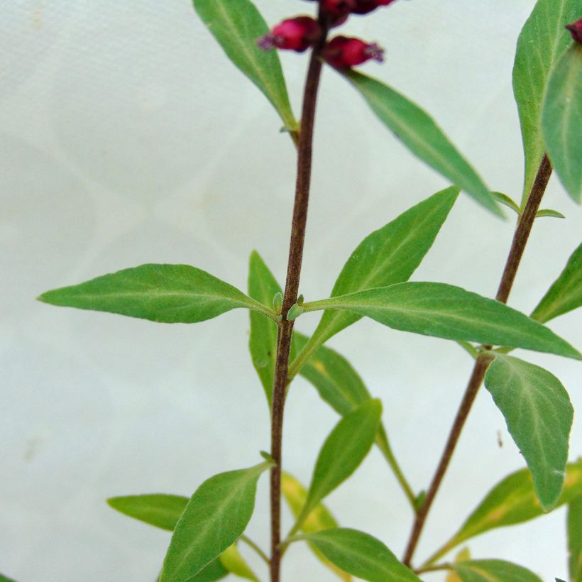 Lysimachia atropurpurea Beaujolais - Wederik (Blad)
